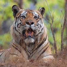 One Of Those Few Times When We Called His Bluff Bokha Was A Shy Male Tiger From Bandhavgarh Who Would Small Wild Cats Animals Beautiful Tiger Photography