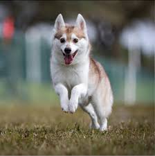 Profile for Zephyr Kleekai