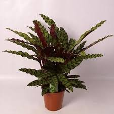 Calathea Lancifolia Calathea Lancifolia Insigne Fp029 01953 9155 Calathea Lancifolia Rattlesnake Plant Insignis Calathea Huisplanten Bloemplanten Planten