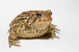5 Curiosas Supersticiones Sobre Animales National Geographic En Espanol