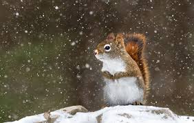brrr i want spring north american red squirrel american red squirrel red squirrel