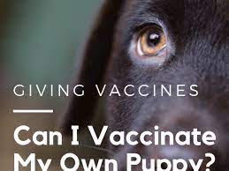 Check spelling or type a new query. How To Do Puppy Vaccinations And Give Your Puppies Shots Pethelpful
