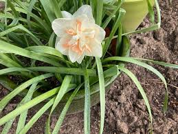 Image result for Habenaria rhopalostigma