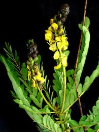 Image result for Senna didymobotrya