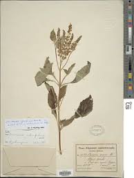 Image result for Landolphia landolphioides