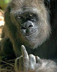 Check spelling or type a new query. Gorilla Shows Middle Finger To Zoo Visitors Trying To Take His Picture Bored Panda