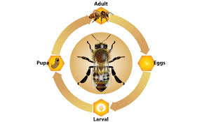 What do you use to kill a wasp inside your house? How To Get Rid Of Wasps The Home Depot