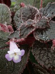 Image result for Tinnea eriocalyx