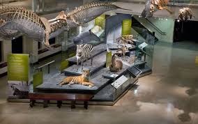 Natural History Museum Los Angeles Adam Ingalls Natural History Museum Natural History Museum