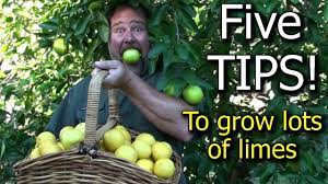 Check spelling or type a new query. How To Grow A Lot Of Limes On Just One Tree Organically Self Sufficient Me