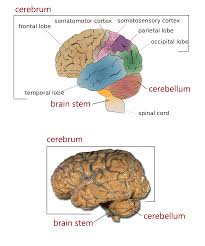 This section of the website will explain large and minute details of axial brain cross sectional anatomy. The Four Major Regions Of The Brain Human Anatomy And Physiology Lab Bsb 141