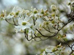Dogwood Tree Planting Care Varieties And Facts Hgtv