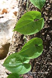 Image result for Dioscorea minutiflora