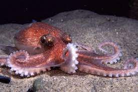 North Atlantic Octopus Octopus Octopus Species Species
