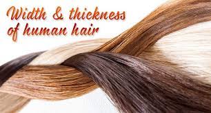 The average thickness of a human hair is about 100 microns (m).the distance between the earth and the sun is 149,600,000 km.convert the measurement to an si unit. Width Of Human Hair These Statistics Are Real Lewigs