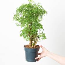 Image result for Polyscias kivuensis