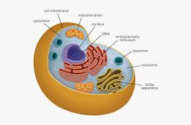 Human Cell Png Organelles Biology Transparent Png Transparent Png Image Pngitem Select an image and choose a color to make transparent.