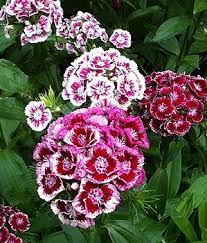 Graceful Gardens Dianthus Sweet William Deer Resistant Garden Sweet William Deer Resistant Landscaping