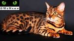 Toyger Cats For Sale | Urban Exotic Cats | Cat Breeders CA