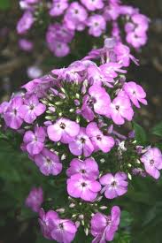 Image result for Phlox paniculata