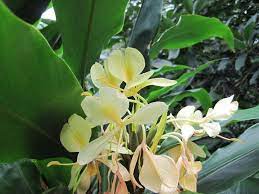 Ginger My All Time Favorite Island Flower So Fragrant And Delicate Hawaiin Flowers Beautiful Flowers Garden Hawaii Flowers