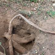 Image result for Cyphostemma adenocaule