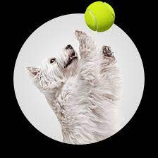 Should you consider central bark doggy day care franchisee ownership? Dog Boarding Franchise Opportunities Franchise With Central Bark Usa