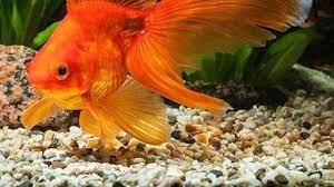 6 Makanan Ikan Mas Koki Yang Baik Untuk Pertumbuhan Mudah Ditemukan Hot Liputan6 Com