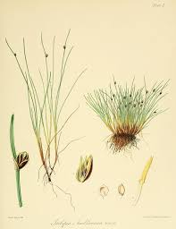 Image result for Isolepis costata