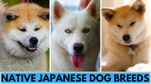13 Most Popular Dog Breeds in Japan