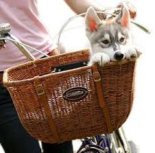 Puppy In A Basket Hund Fahrrad Fahrradkorb Hundekorb