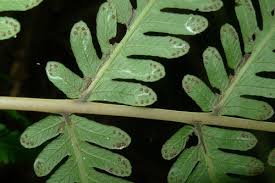 Image result for Christella chaseana