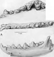 animal skulls identification age of mammals fossil hunters