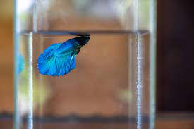 Although dropsy is a rare disease and is fatal if contracted as it leads to kidney failure, it is important to know the signs and symptoms to ensure you isolate the fish you believe have this disease to keep other bettas safe. Dropsy In Betta Fish