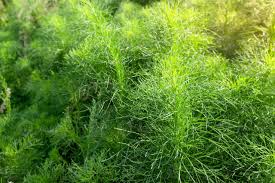 Image result for Asparagus racemosus