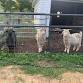 Spring Goat Shearing Day at Alpaca Meadows