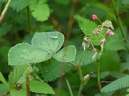 Image result for Pseudarthria