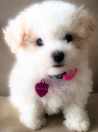 Search by desired gender, age, and more at puppyspot.com. Customer Comments