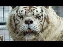 A fascinating look at kenny, the white tiger with down syndrome who was 'selectively' inbred while in captivity in the united states. Kenny Tiger Kenny Tiger With Down Syndrome Youtube White Tiger Animals Tiger