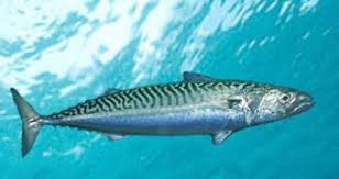 Come salare lo sgombro a casa è gustoso e veloce, e il modo in cui ci piace? Come Pescare Gli Sgombri A Spinning Pesca Spinning