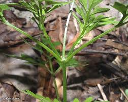 Image result for Bidens bipinnata
