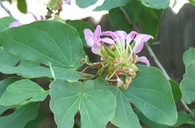 Image result for Bauhinia macrantha