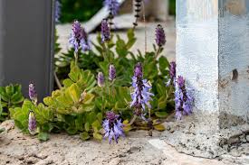 Image result for Coleus caninus