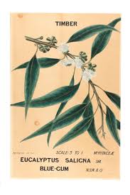 Image result for Eucalyptus saligna
