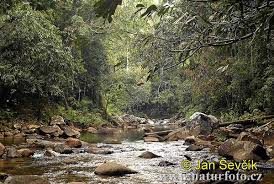 Image result for sinharaja forest map
