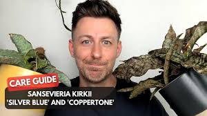 Image result for Sansevieria kirkii