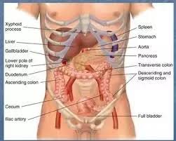 Their function is to protect the organs that lie beneath them. Why Do People Get Cramps In Their Ribs After Eating Quora