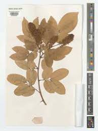 Image result for Crudia