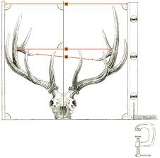 Measuring And Scoring Rocky Mountain Elk B C Club Official