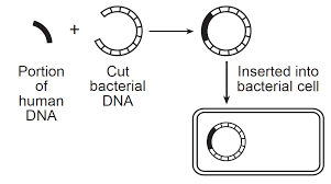 Transgenic animals, especially mice, have been used quite extensively as models for various human diseases. Https Www Scarsdaleschools K12 Ny Us Cms Lib Ny01001205 Centricity Domain 214 Genetic 20engineering 20answer 20key Pdf